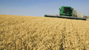 اقتصاديون يطالبون بعدم وقف انتاج القمح في السعودية في 2016