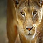 طفلة في الـ 11 من عمرها تقتل أسداً كاد يفتك بها وبشقيقها!