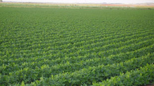 السعودية تستزرع مليوني فدان في السودان 