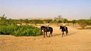 اليكم تجربة أصيلة في صميم الحياة البرية العربية في اسطبلات صير بني ياس