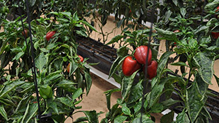 صندوق خليفة يطلق برنامج زرعي لدعم مشاريع الزراعة المائية