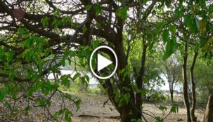 أخطر شجرة في العالم ... حتى الوقوف تحتها مسمّ