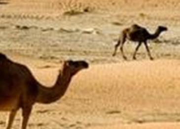البيئة الصحراوية