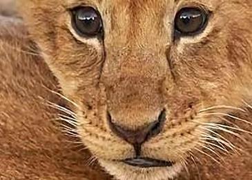 عروس تحضر أسداً إلى حفل زفافها وتجلسه على قدميها... شاهدوا الفيديو!