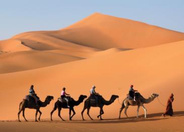 دراسة جديدة تؤكد أن الجمل يتحمل العطش بفضل كليتيه