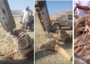 وافدون يقطعون أشجاراً معمرة!