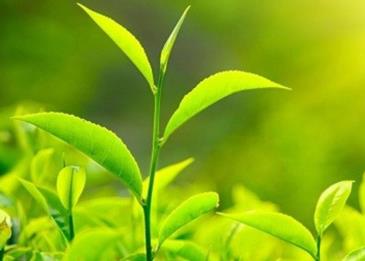 اضرار الشاي الاخضر