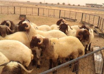 فتيات بالرياض تحاولن شراء "نعيمي الكشته"