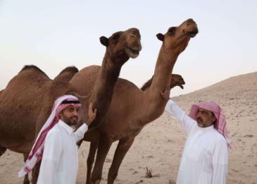 اليكم تفاصيل سباق الإبل الأغلى الذي أشعل تويتر في السعودية