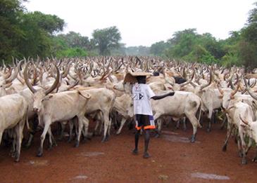 أغلى مهر لعروس بجنوب السودان يبلغ 300 بقرة و200 ثور