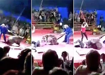 بالفيديو: دب يهاجم مدربيه في عرض سيرك للأطفال!