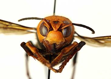 رصد دبابير آسيوية عملاقة قاتلة في أمريكا