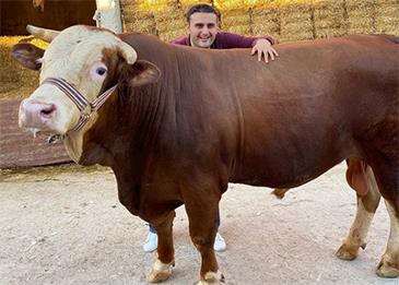 بقرة الشيف بوراك تهاجم المصوّر أثناء التصوير