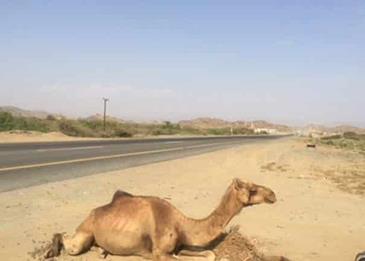 اضغط لمشاهدة الفيديو : تعرف على قصة "الناقة الرابضة" على جانب طريق عام بالقنفذة!