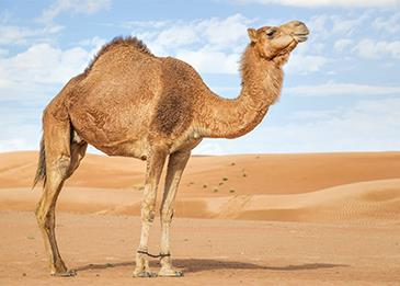 ضجة بين رواد مواقع التواصل السعوديين بعد افتتاح أول مقهى لبول الإبل الطازج