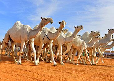 فيديو لقافلة من الإبل تشق البحر في السعودية