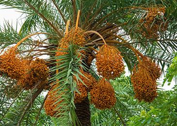 الإمارات تسبق العالم وتزرع النخيل على سطح المريخ