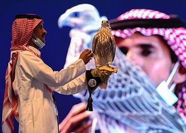 متخصص سعودي في تربية الصقور يعلن عن بيع أغلى صقر في المملكة لإماراتي