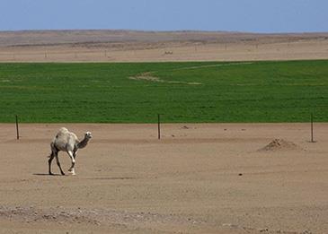 السعودية: تمديد إيقاف توزيع الأراضي الزراعية لـ 10 سنوات أخرى