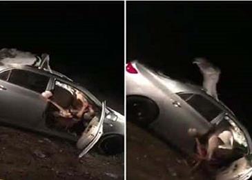 بالفيديو: حادث تصادم بين سيارة وجمل!