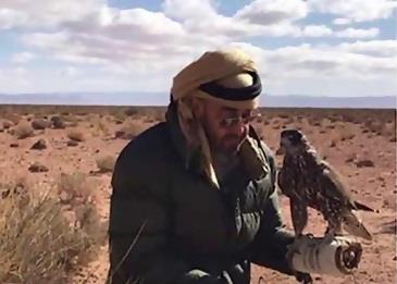 صور الشيخ محمد بن زايد يصطاد الصقور في المغرب