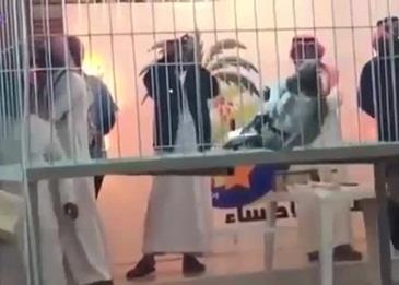شاهد بالفيديو .. حمامة تباع في مزاد علني.. لن تتخيل قيمتها