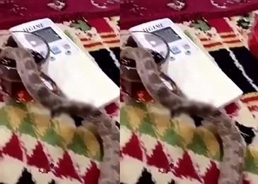بالفيديو .. أفعى تشرب الشاي