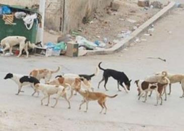 مائة جنيه عن كل 5 كلاب في مصر .. تصريح يثير البلبلة