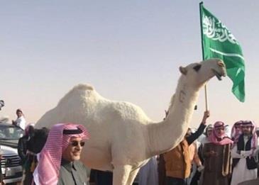 بالفيديو: تحنيط خزامة الناقة الأجمل في الخليج بعد وفاتها!