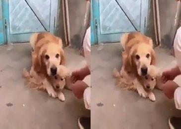 بالفيديو .. هكذا تحمي الكلبة الأم جروها