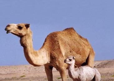 عمل بطولي لرجال الدفاع المدني ..  ومطالبات بتكريمهم