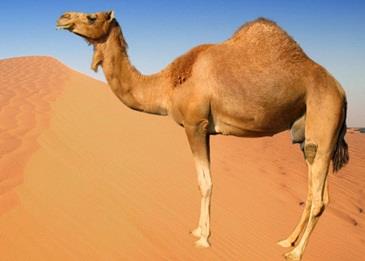أطول ناقة في العالم بمهرجان الملك عبد العزيز .. ولا تزال تنتظر التسجيل في موسوعة غينيس .. فيديو