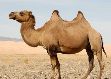 بالفيديو .. جمل بثلاثة مليون ريال
