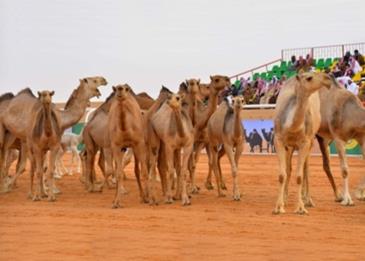 الإعلان عن فائزين مهرجان الملك عبد العزيز للإبل