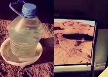 بالفيديو .. هكذا يمكنكم توفير المياه للطيور