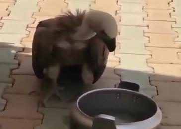 بالفيديو .. نسر يطلب شرب المياه بسبب الحر الشديد