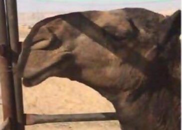 القبض على طبيب يقوم بعمليات تجميل للإبل