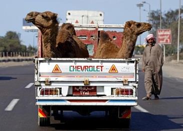 بالفيديو .. طريقة سقوط الجمل من الشاحنة تثير الغضب