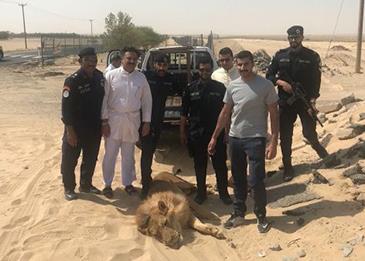 شاهد بالفيديو: أسد طليق في شوارع الكويت!