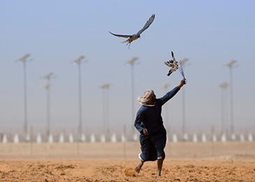 مهرجان الملك عبدالعزيز للصقور يدخل موسوعة غينيس