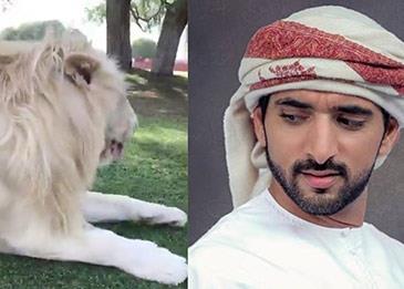 لاصحاب القلوب القوية فقط...فيديو يكشف كيف يتعامل ولي عهد  دبي مع الأسد الذي يربيه