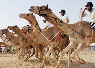 45 مليون ريال جوائز مهرجان ولي العهد للهجن