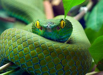 زوج لا ينام لأن زوجته ستتحول ليلاً إلى ثعبان