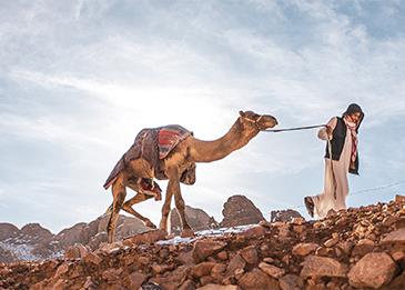 الثلوج تتساقط على ظهور الجمال في السعودية