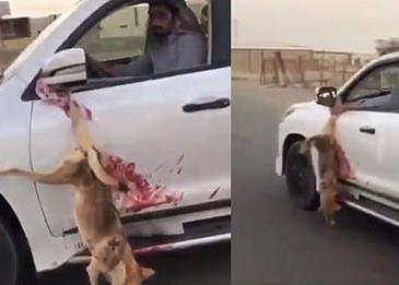 اضغط لمشاهدة الفيديو: خليجي يقتل ذئبًا ويربطه إلى سيارته ويطوف به!