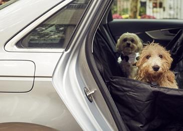 "أودي" تطلق تحديثاً جديداً لمركباتها من أجل الحيوانات الأليفة