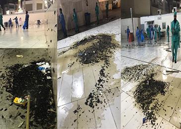 اضغط لمشاهدة الفيديو: رئاسة شؤون الحرمين تكشف عن سبب انتشار الحشرات بالحرم، وتوضح نتائج المكافحة