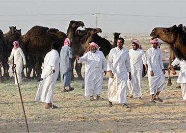 شركة إماراتية تحول روث الإبل إلى وقود لإنتاج الإسمنت