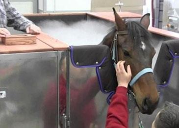 لأول مرة في العالم... دبي تستخدم تكنولوجيا التبريد لعلاج الخيول