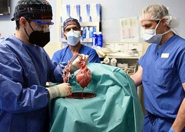 للمرة الأولى في التاريخ زراعة قلب حيوان في جسد رجل أمريكي
